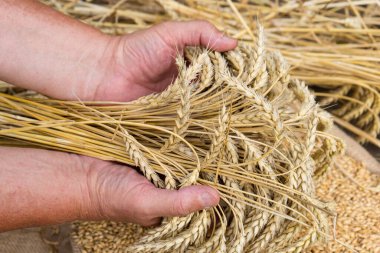 Fotoğrafçı 'nın elinde buğday, hasat konsepti