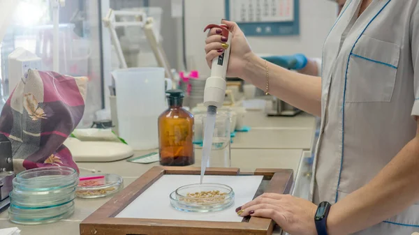 Yemek kalitesinde bir laboratuarda fotoğraf laboratuarı asistanı. Arpa kalite kontrol