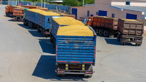 Fotoğraf Semi kamyonları silolardan tahıl taşımak için sıraya giriyorlar..
