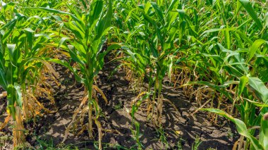 Yazın sonlarında yatay bir uçakla mısır tarlası fotoğrafı.