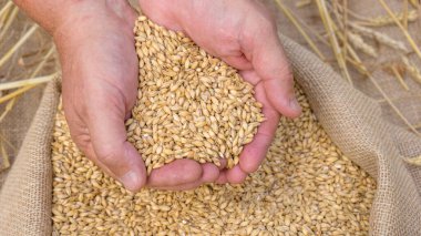 Adamın el ele tutuşması, hasat konsepti