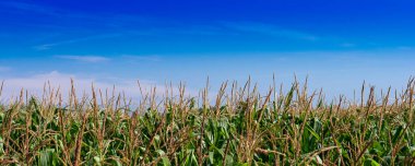 Hasat için hazır bir mısır tarlasına yakın çekim