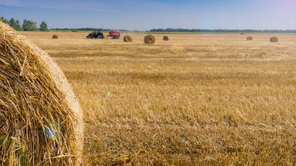 Campo Trigo Cosechado Con Grandes Fardos Redondos Paja Que Descansan —  Fotos de Stock