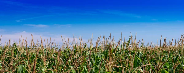 Primer Plano Campo Maíz Listo Para Cosecha —  Fotos de Stock