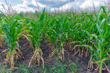 Yazın sonlarında yatay bir düzlemde bulutlu bir gökyüzüne karşı çekilmiş bir mısır tarlası.