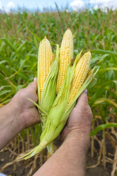 Крупный План Фермеров Держащих Кукурузные Початки Поле — стоковое фото
