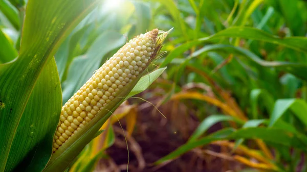 Tarladaki sap üzerinde fotoğraf mısırı. Kapatın. Sammer Günü.