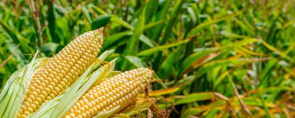 Photo corn on the stalk in the field. Close up. Sammer day.