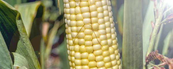 Кукурудза Стеблі Полі — стокове фото