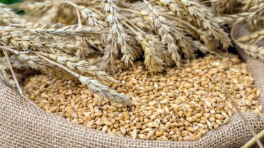 Buğday kulaklı hafif bira maltın yakın çekimi. Hazırlanıyor.