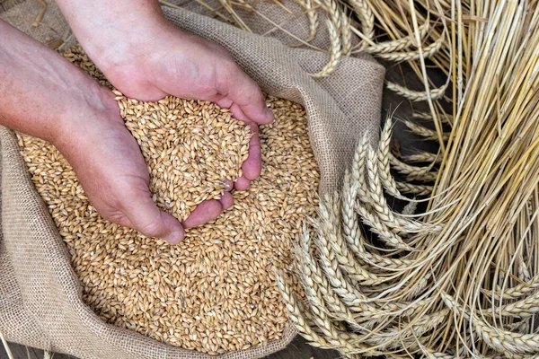 Mans el ele tutuşan arpa, hasat konsepti. Yaklaş..