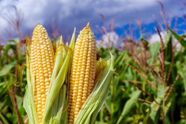 Photo corn on the stalk in the field. Close up. Sammer day. — Stock Photo, Image