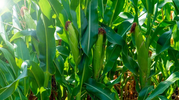 Pole kukurydzy późnym latem w płaszczyźnie poziomej — Zdjęcie stockowe