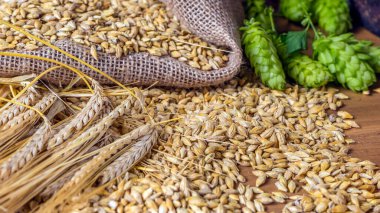 Hops, malt ve altın rengi arpa eski ahşap masada