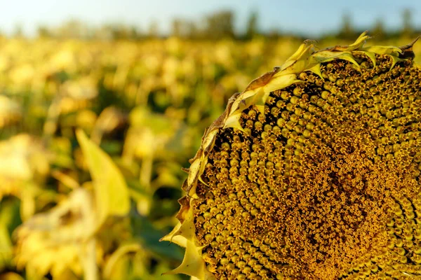 Close up ripe sunflower on field with sunset on Background — Stock Photo, Image