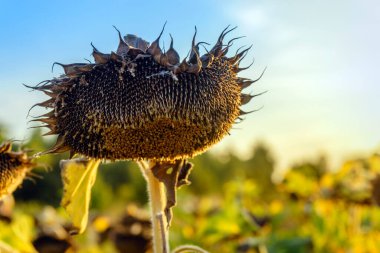 Olgun ayçiçeği ve güneş ışığı günbatımında parlıyor. Güzel sonbahar manzarası duvar kağıdı.