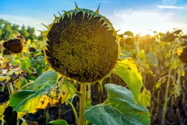 Gün batımında bulutlu ve renkli gökyüzüne karşı tek mükemmel fotoğraf.