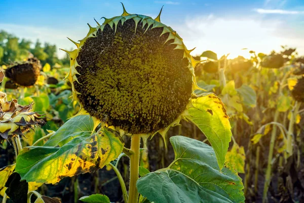 Gün batımında bulutlu ve renkli gökyüzüne karşı tek mükemmel fotoğraf.