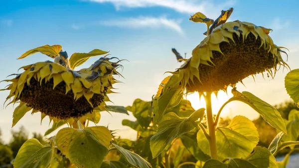 Mavi Gökyüzü ve Arkaplanda Bulutlar Olgun Ayçiçeği