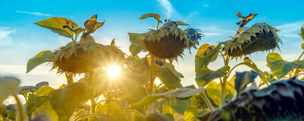 Gün batımında ayçiçeği tarlaları. Sıcak akşam ışığında ayçiçeği tarlaları. Kurumuş ayçiçekleri.