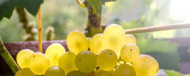 Bahçede üzüm asması, bulanık arkaplanlı seçici bir odak. Kapat..