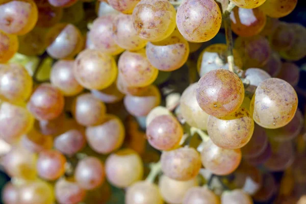 Grapevine Jardín Enfoque Selectivo Con Fondo Borroso Cerca —  Fotos de Stock