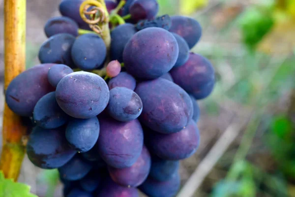 Purpurowe Czerwone Winogrona Zielonymi Liśćmi Winorośli Świeże Owoce — Zdjęcie stockowe