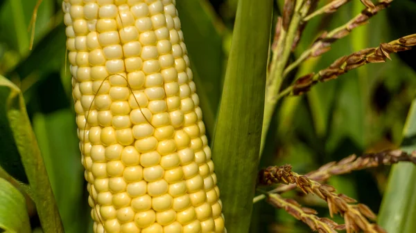 Corn on the stalk in the field. Close up.