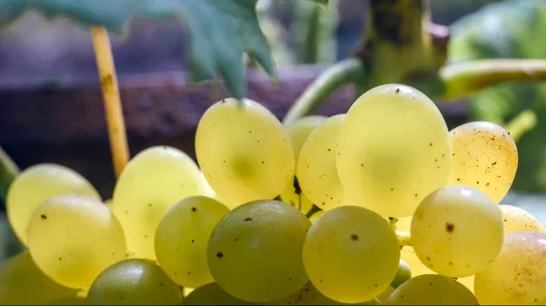 Weinrebe Garten Selektiver Fokus Mit Unscharfem Hintergrund — Stockfoto