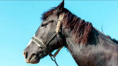 Tarladaki siyah bir atın portresi.