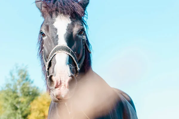 Porträt Eines Dunklen Pferdes Auf Einem Feld — Stockfoto