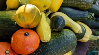 Renkli arka planda balkabakları ve kabaklarıyla fotokopi ve metin için yer ve oda ile birlikte Still Life 'ı düşür. Klasik çapraz işleme sahip yatay.