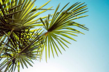 Mavi gökyüzünde yeşil palmiye ağacı. Doğa arkaplanı