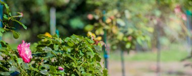 Banner kırmızı beyaz güller yaz sabahı bahçesinde