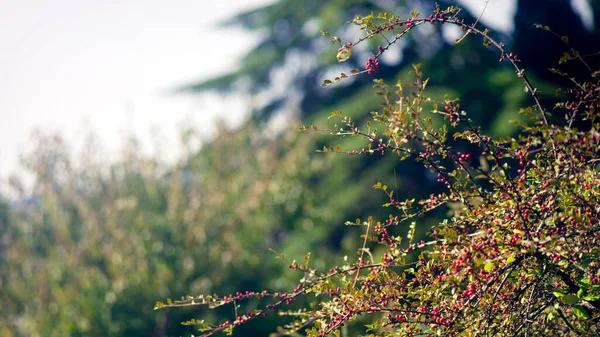 Jardín, fondo del parque, verde borroso verano al aire libre con fondo de luz bokeh, árboles de jardín borrosos, arbusto con bayas de color rojo brillante — Foto de Stock