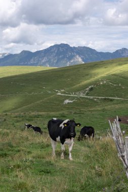 Siyah ve beyaz benekli inekler çayıra bir küçük grup