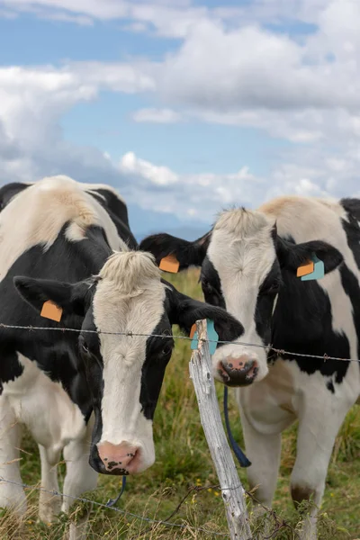 Vaches Tachetées Noires Blanches Posant Dans Les Prairies — Photo