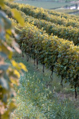 Üzüm ve üzüm gün batımında