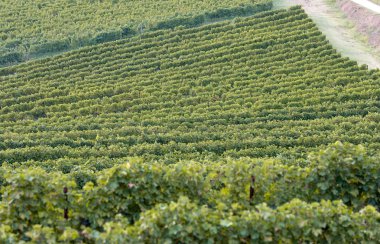 Üzüm bağları uzun streç gün batımında
