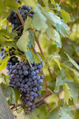 Üzüm ve üzüm gün batımında