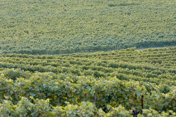 Lange Strecke Der Weinberge Bei Sonnenuntergang — Stockfoto