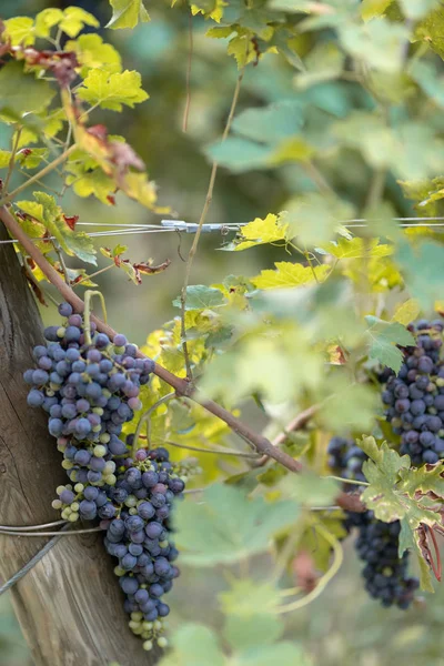 Vineyard Grape Sunset — Stock Photo, Image