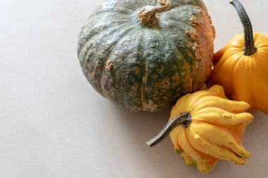 Yenilebilir ve dekoratif yeşil ve sarı kabak hafif dokulu bir arka plan