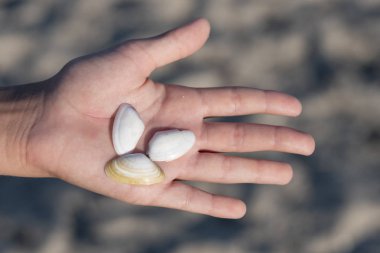 bir çocuğun elinde güzel kabukları