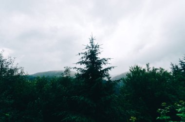 Ağaç üzerine gökyüzü.