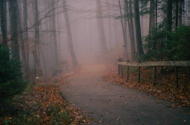 Dağlardaki orman yolu.