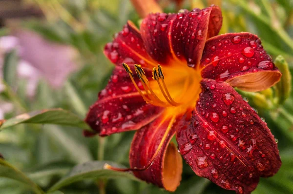 Yağmurdan sonra kırmızı daylilies.