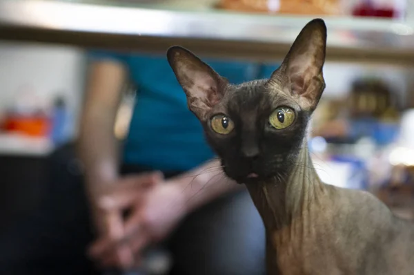 Sphynx cat naked standing at the sofa looking at camera — Stock Image Sphynx cat naked standing at the sofa looking at camera Stock Photo