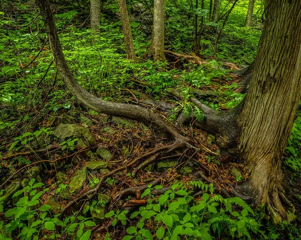 Gelin Veil Falls Manitoulin Adası Üzerinde Kanada Yakınındaki Ağaçlar Kökleri — Stok fotoğraf