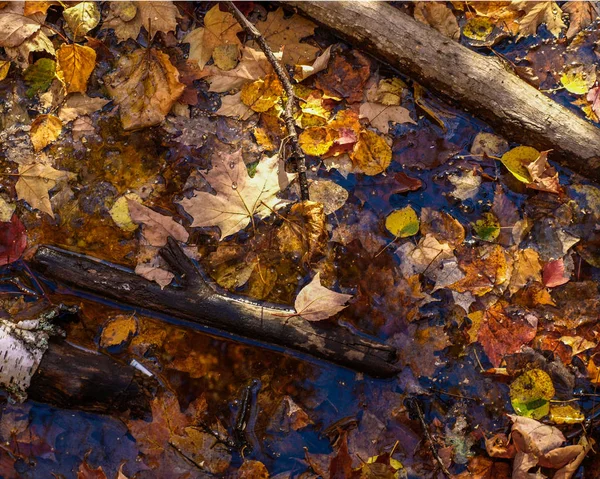 Logs and leaves on the forest floow